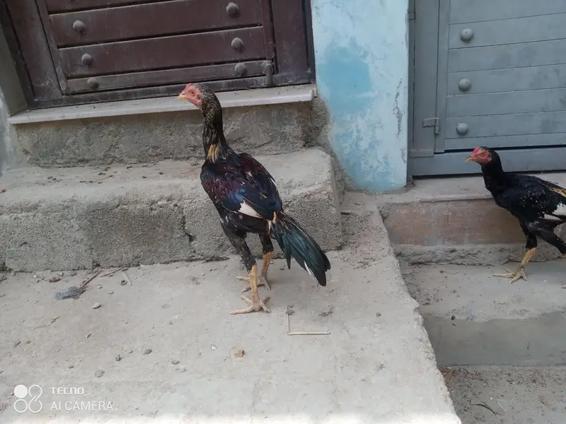 Aseel pathy, Aseel hen with chicks — photo 6