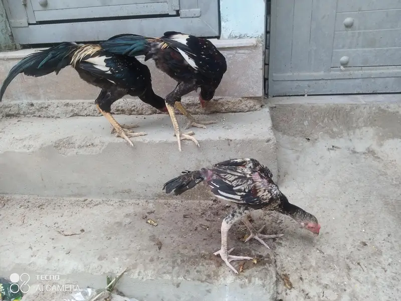 Aseel pathy, Aseel hen with chicks — photo 7