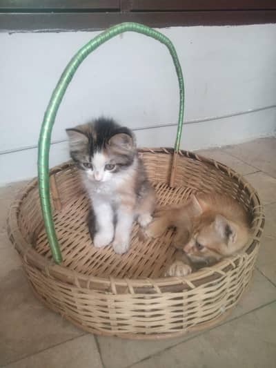 little cat for sale 2k