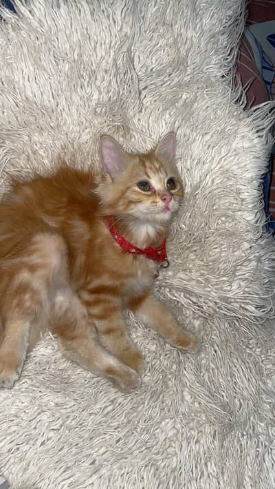 kitten