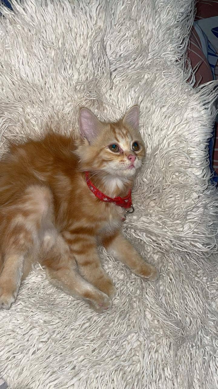 kitten 0
