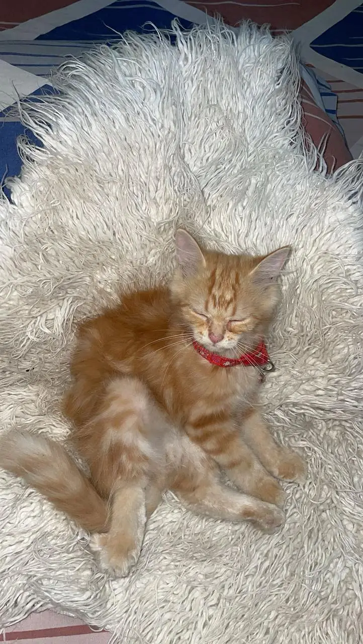 kitten — photo 2