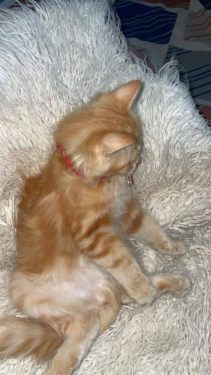 kitten 2