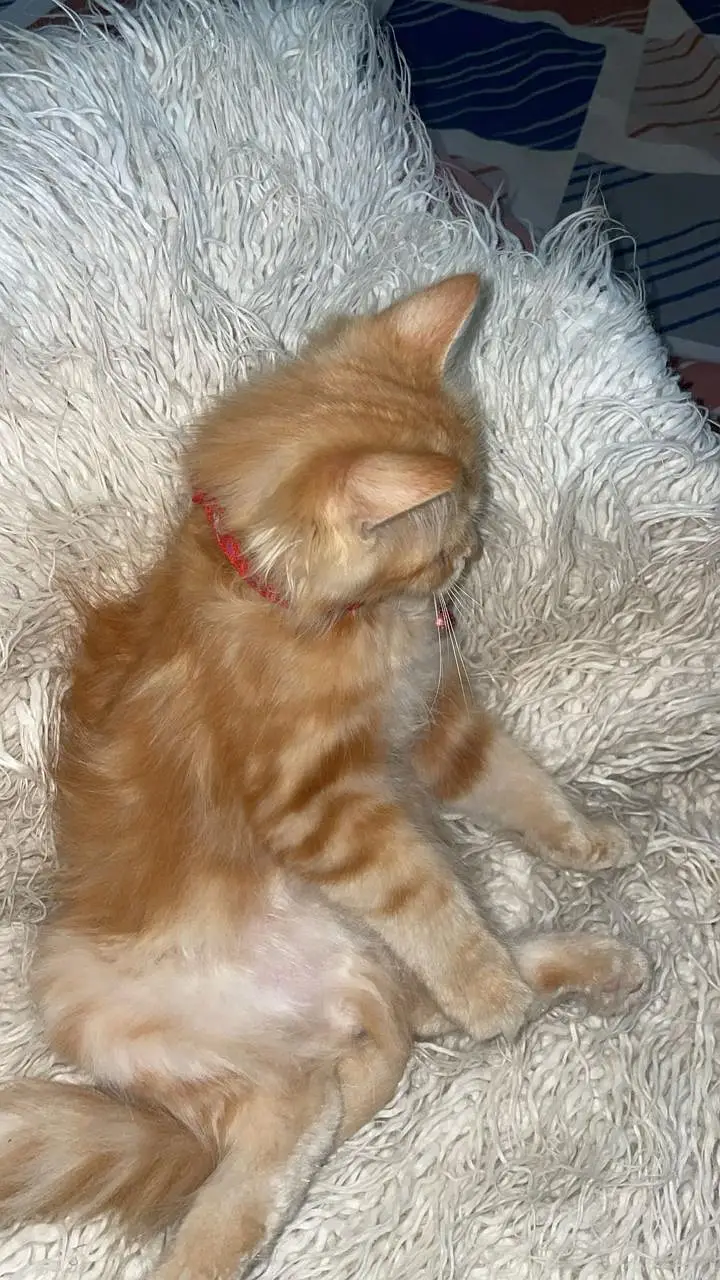 kitten — photo 3