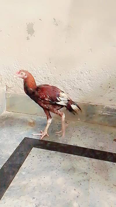 Aseel for sell pair