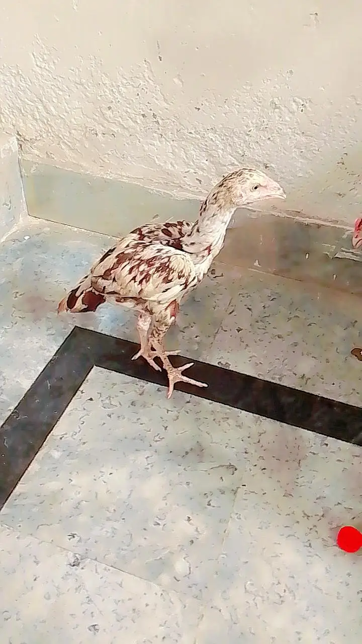 Aseel for sell pair — photo 2