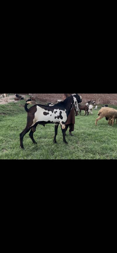Amratsari Nagra healthy active breeder for sale