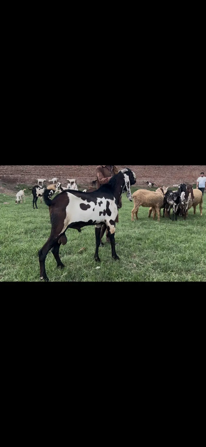 Amratsari Nagra healthy active breeder for sale — photo 2