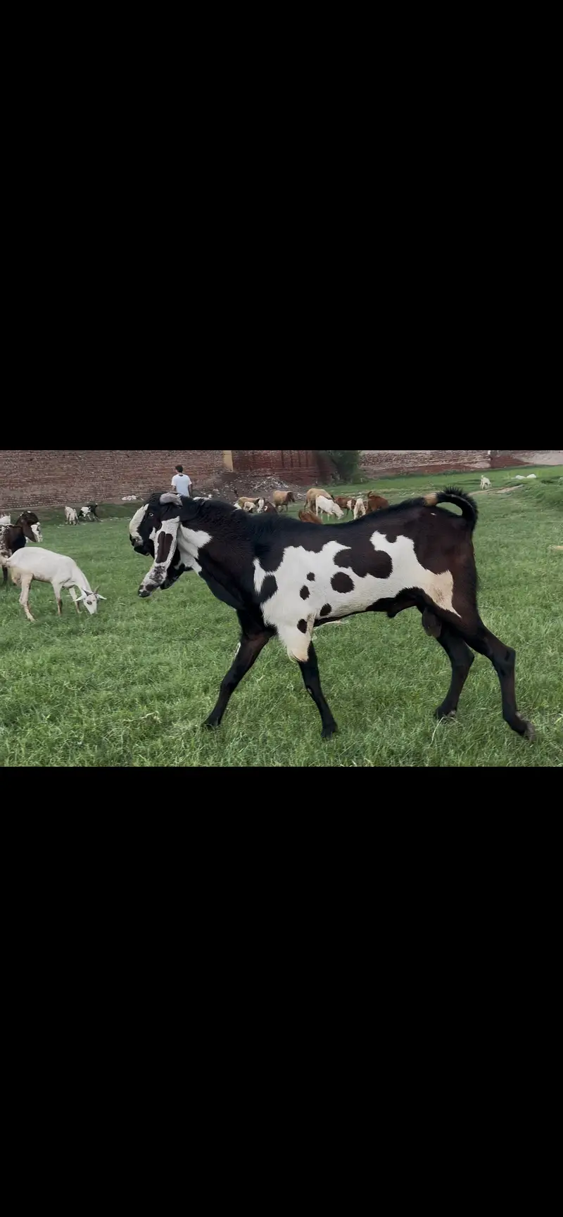 Amratsari Nagra healthy active breeder for sale — photo 3