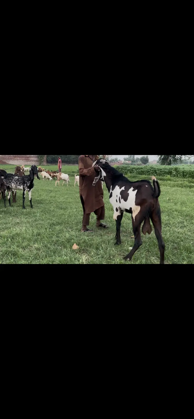 Amratsari Nagra healthy active breeder for sale — photo 4