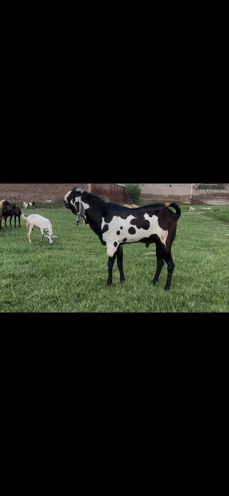 Amratsari Nagra healthy active breeder for sale — photo 5