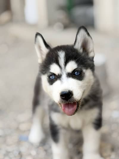Husky