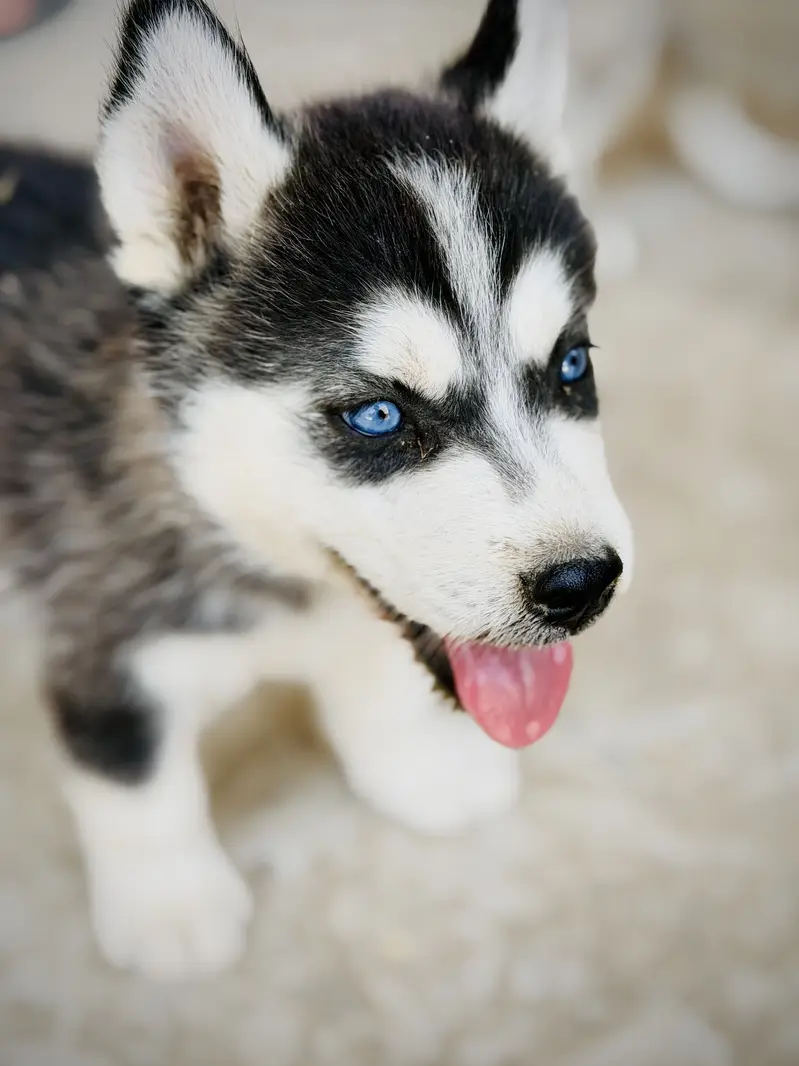 Husky — photo 2