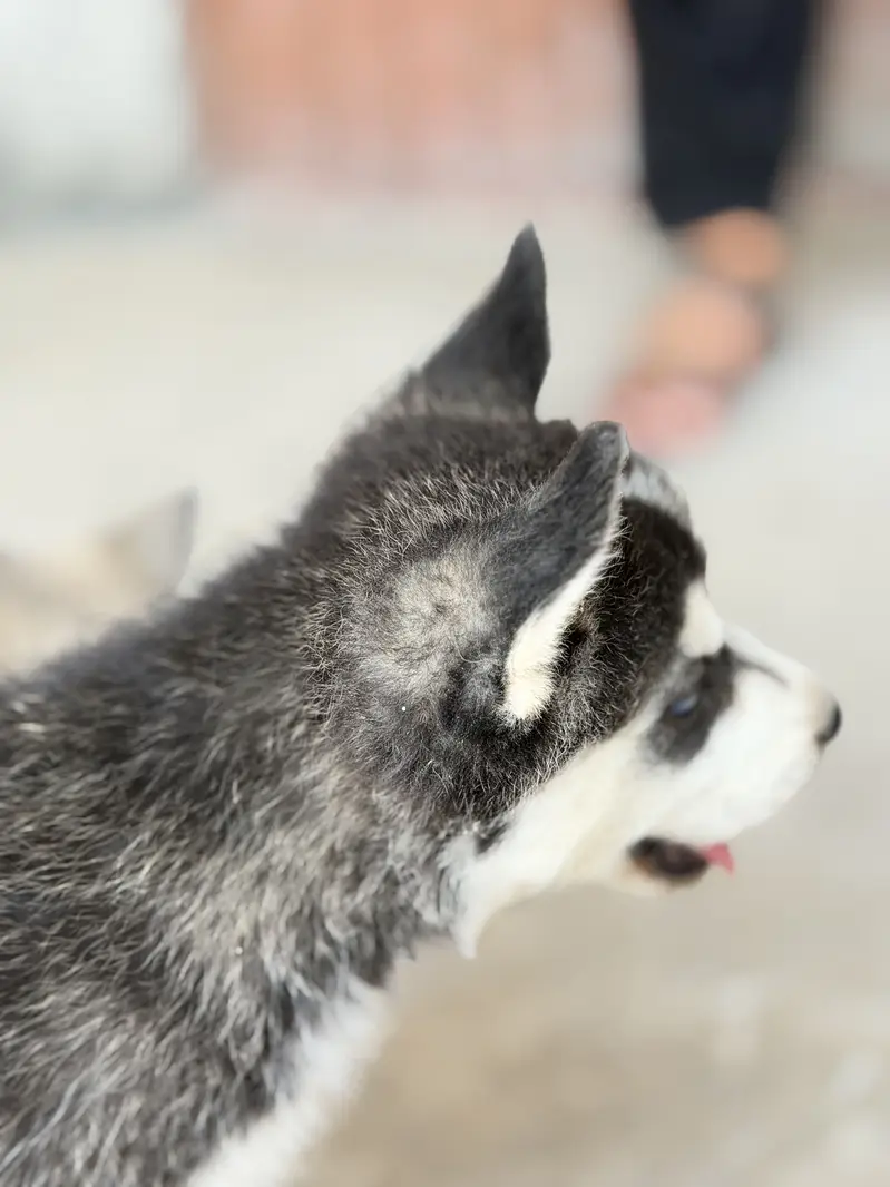 Husky — photo 3