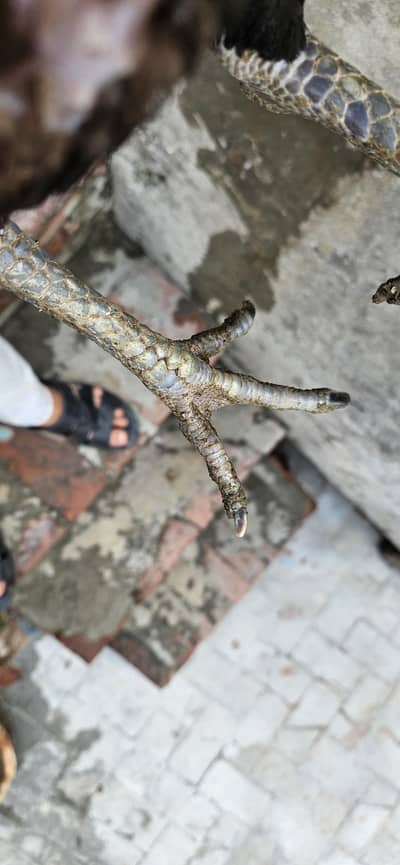 Thai×burmi female for sale Price km ho jai gi