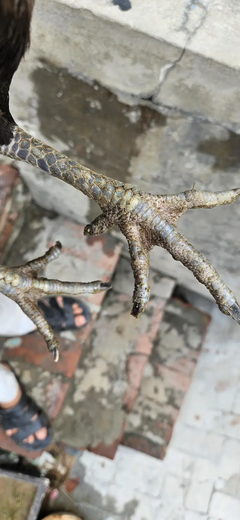 Thai×burmi female for sale Price km ho jai gi — photo 2