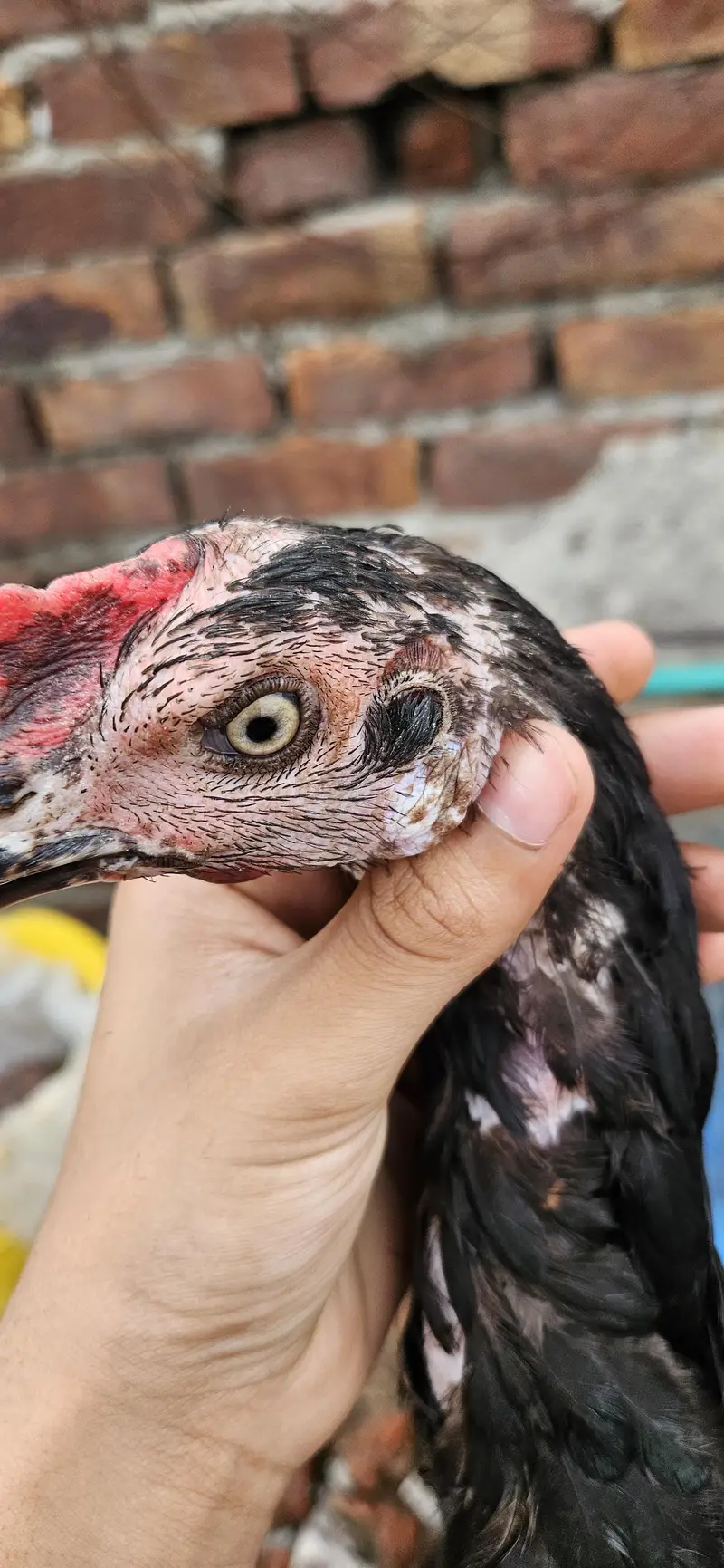 Thai×burmi female for sale Price km ho jai gi — photo 3