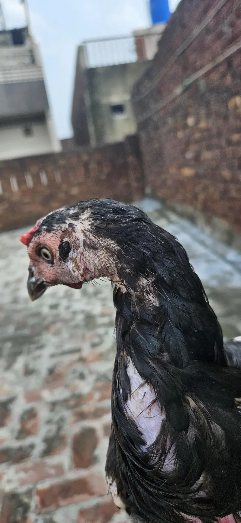 Thai×burmi female for sale Price km ho jai gi — photo 4