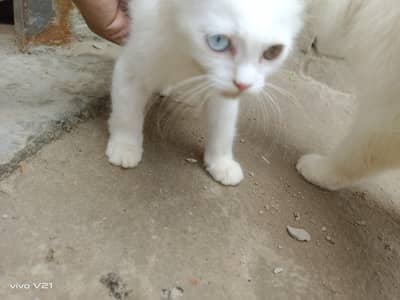 2 kittens (cats)