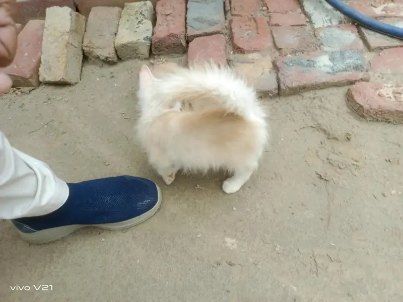 2 kittens (cats) — photo 2