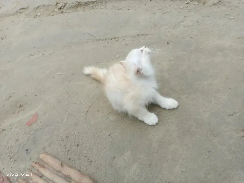 2 kittens (cats) — photo 3