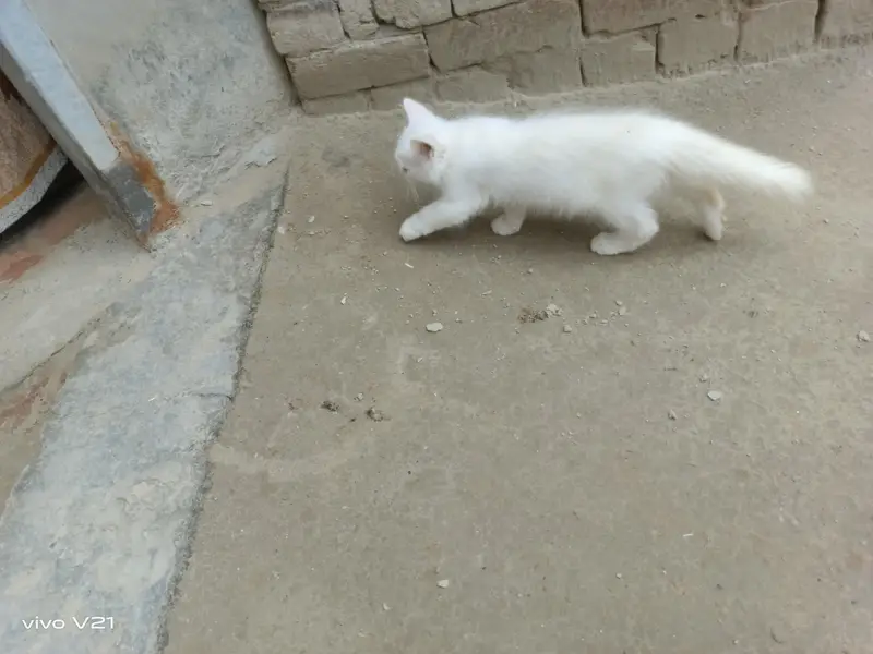 2 kittens (cats) — photo 4