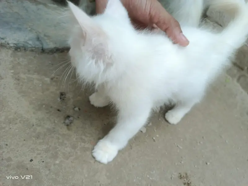 2 kittens (cats) — photo 5