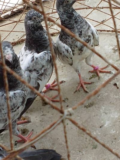 teddy#highflayerpigeon#purebreed