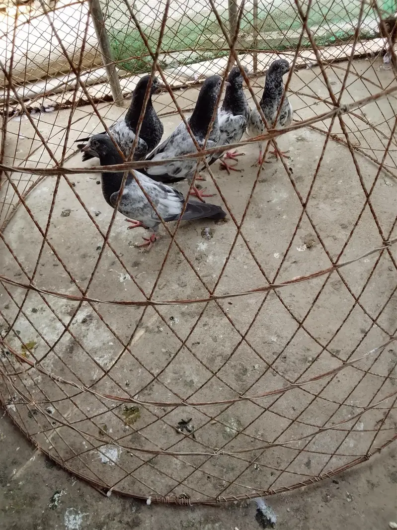 teddy#highflayerpigeon#purebreed — photo 2