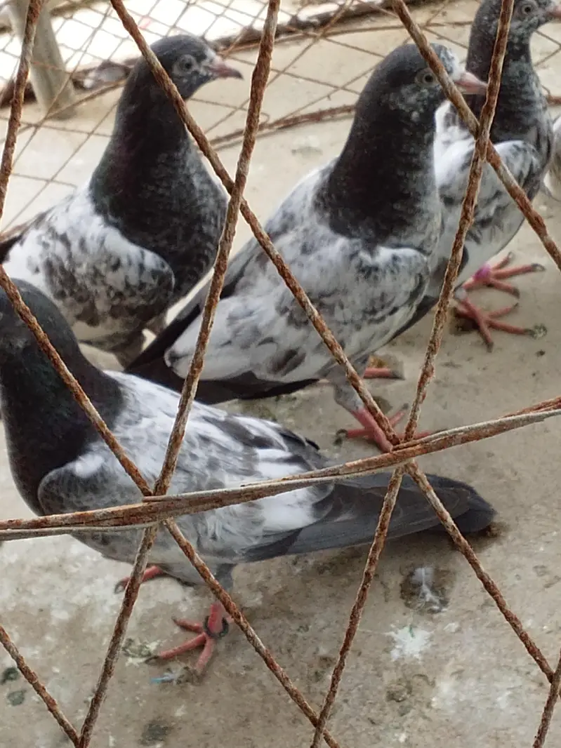 teddy#highflayerpigeon#purebreed — photo 3