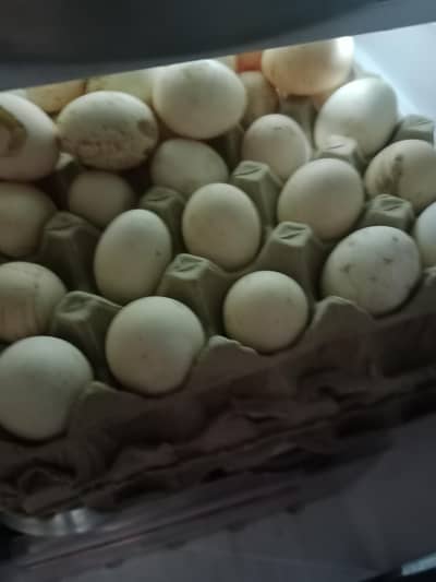 dase egg