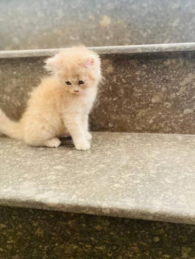 Triple-Coat brown Persian Cat