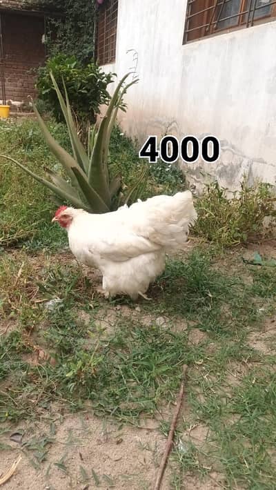 pure white heavy buff egg lying