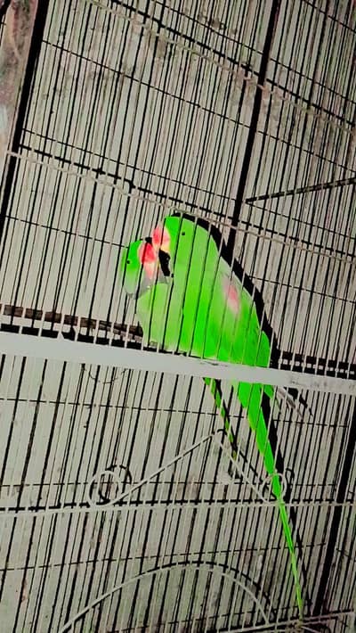raw parrots