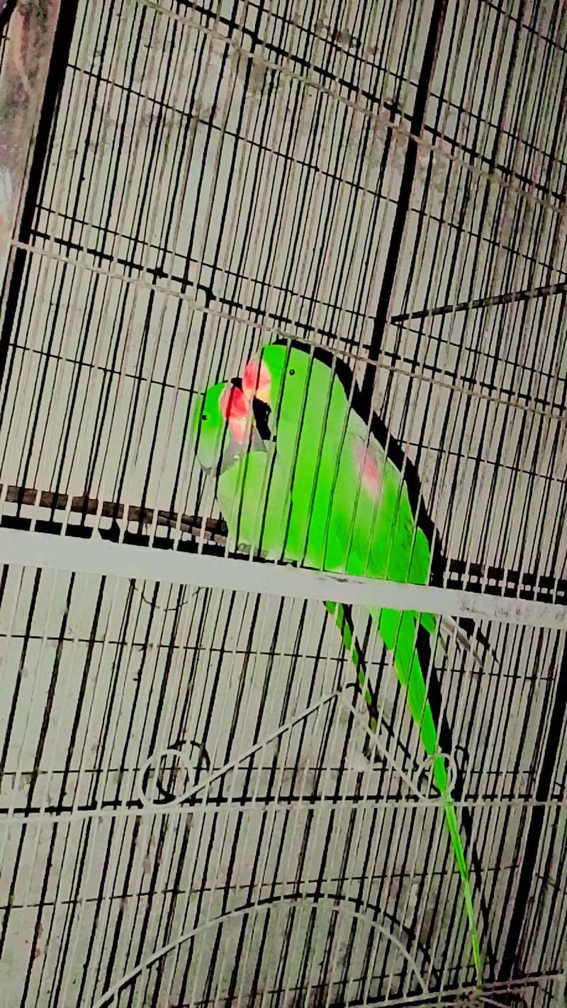 raw parrots 0