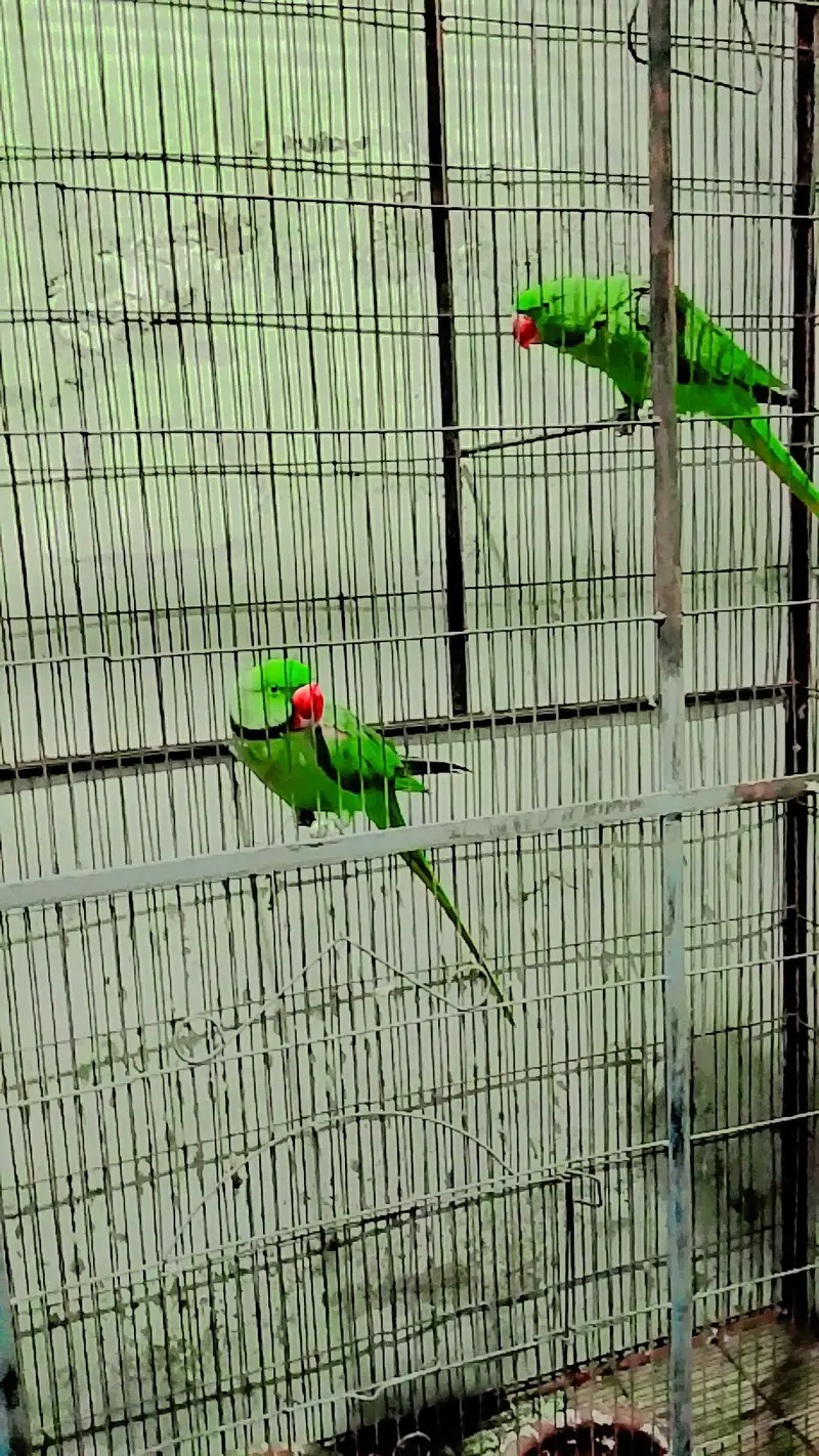 raw parrots — photo 2