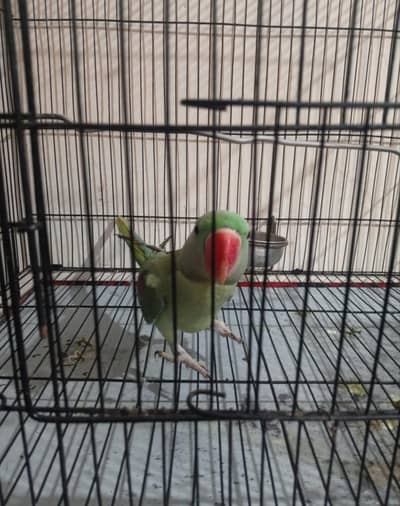 Kashmiri raw parrot
