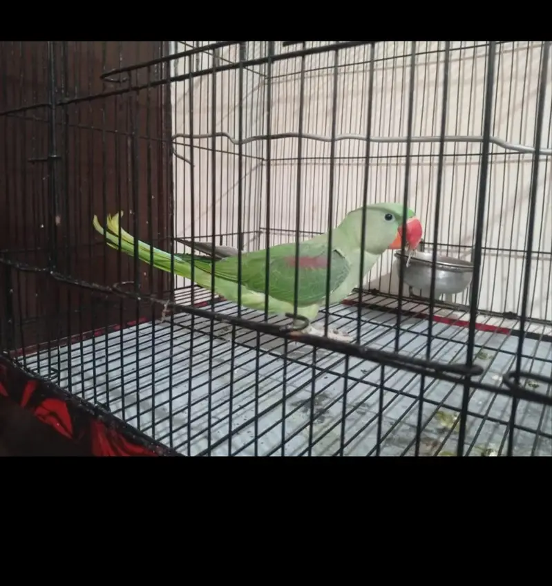 Kashmiri raw parrot — photo 2