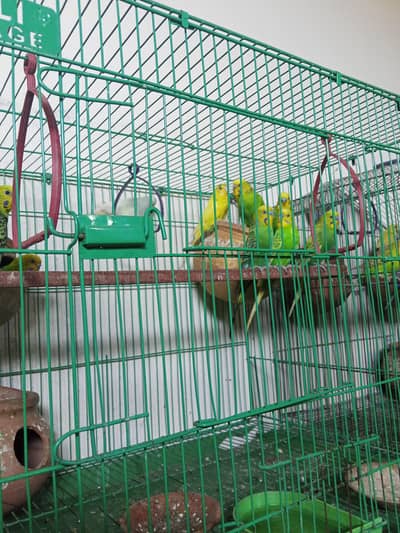 3 pair Australian parrot 
