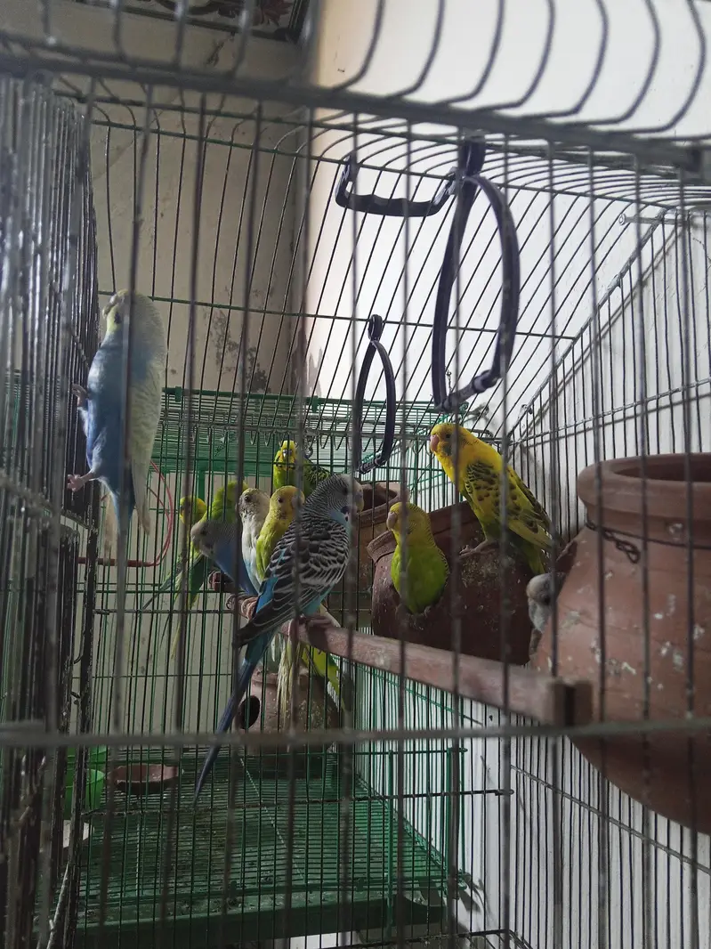 3 pair Australian parrot  — photo 2
