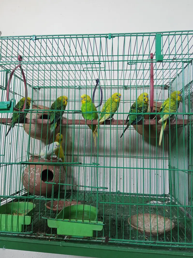 3 pair Australian parrot  — photo 3