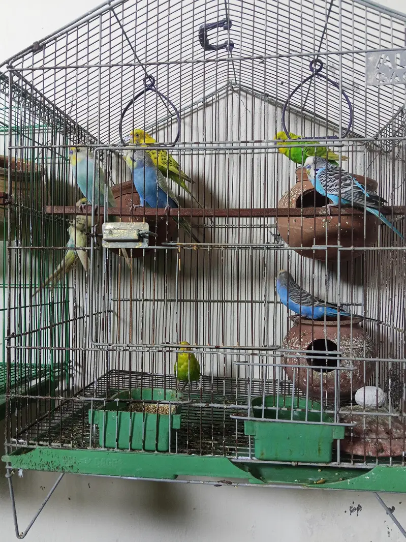 3 pair Australian parrot  — photo 4
