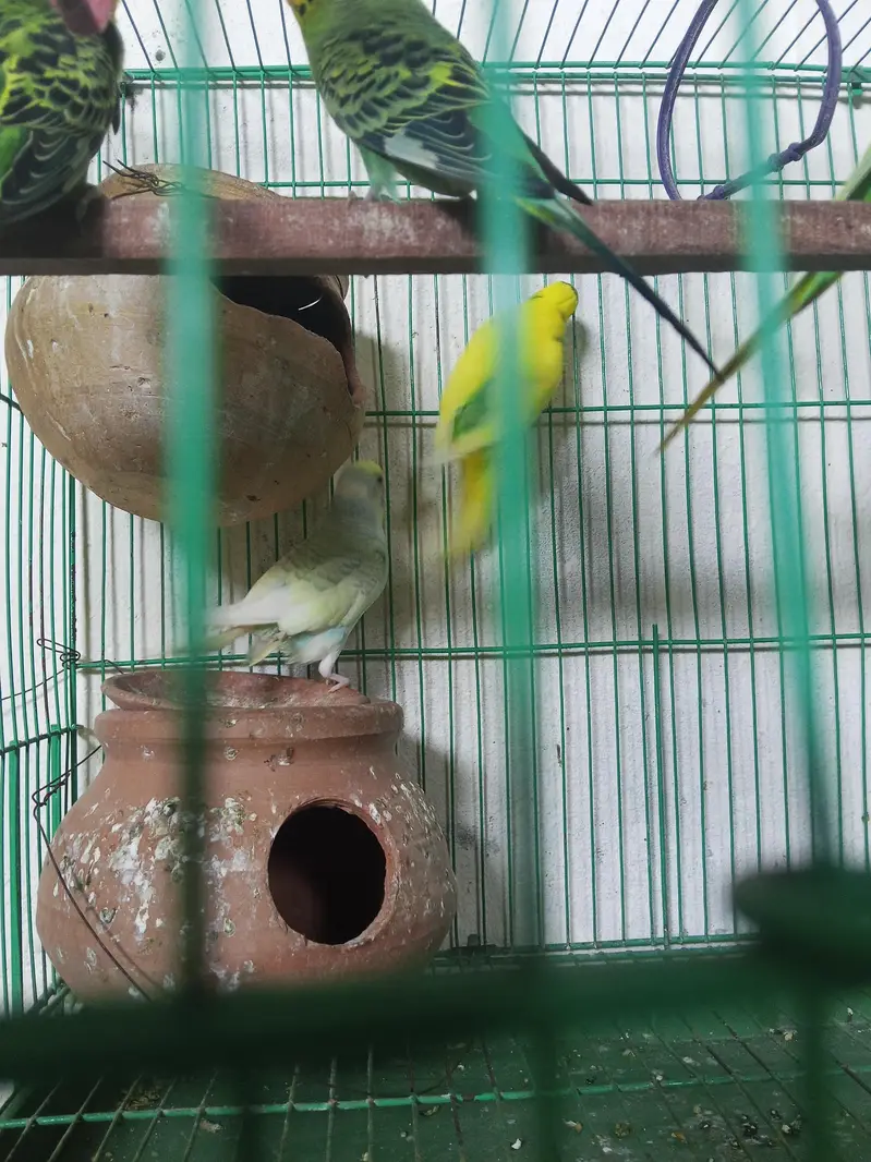 3 pair Australian parrot  — photo 5