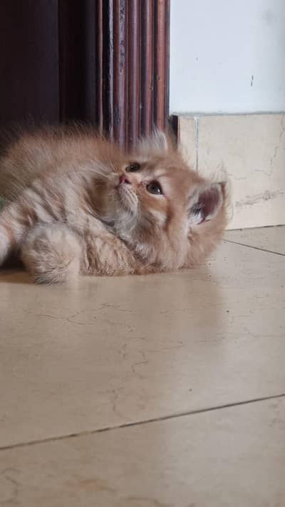 kitten for sale