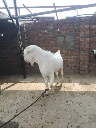 Teddy Male breeder top class results   . 03166513849. . 03443026664