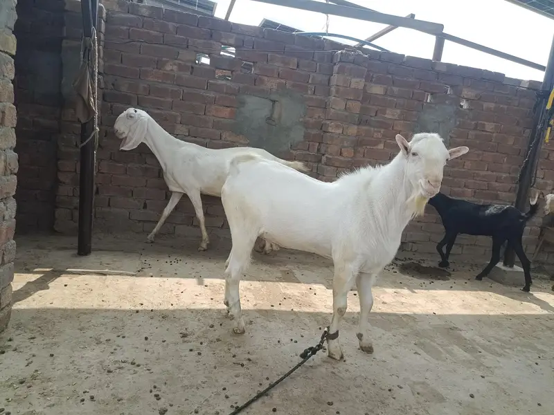 Teddy Male breeder top class results   . 03166513849. . 03443026664 — photo 2