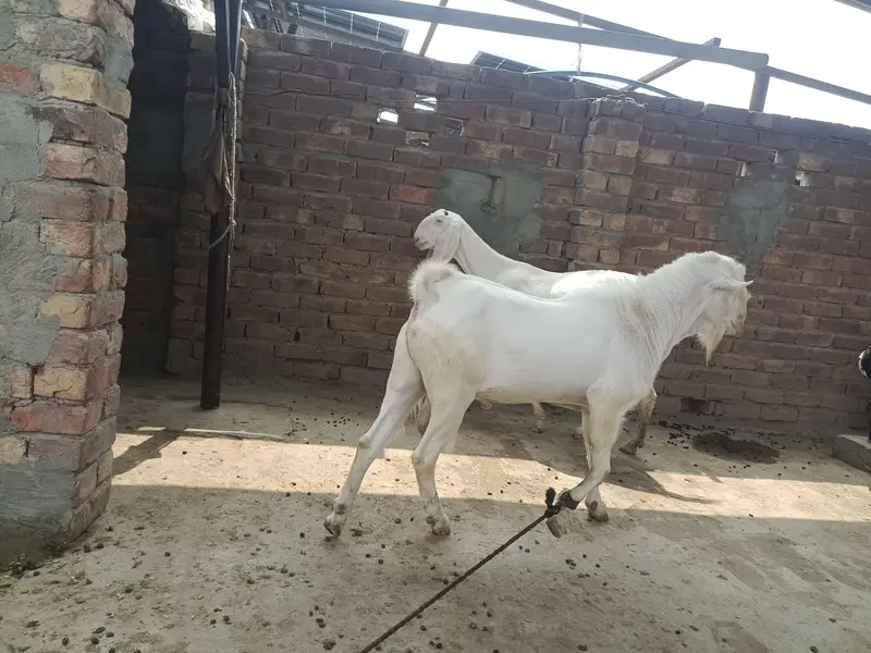 Teddy Male breeder top class results   . 03166513849. . 03443026664 — photo 3
