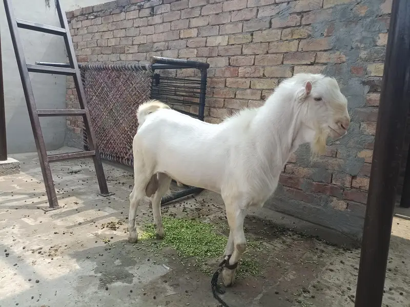 Teddy Male breeder top class results   . 03166513849. . 03443026664 — photo 4