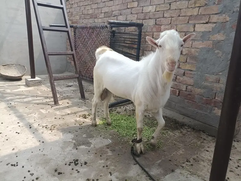 Teddy Male breeder top class results   . 03166513849. . 03443026664 — photo 5