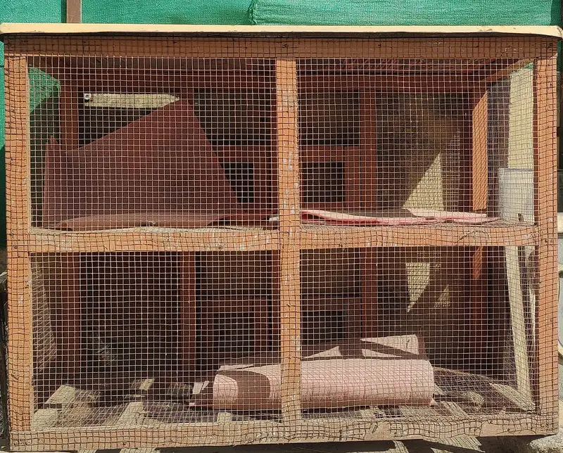 Cage for hen — photo 10